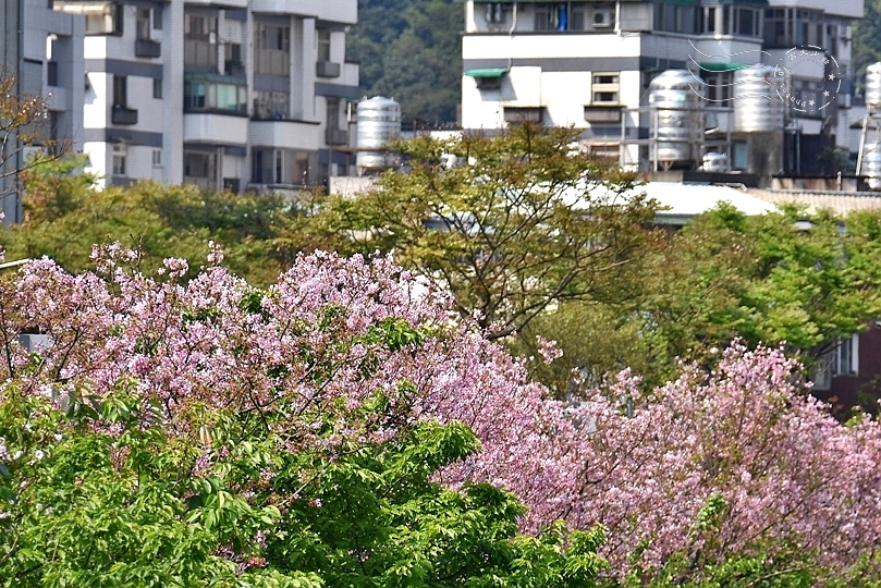 最後一波春日粉色浪漫：東湖‧內溝溪櫻花林