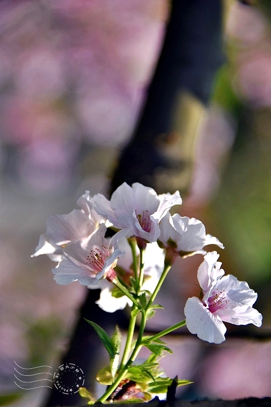 最後一波春日粉色浪漫：東湖‧內溝溪櫻花林