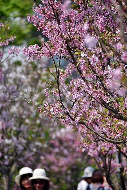 最後一波春日粉色浪漫：東湖‧內溝溪櫻花林