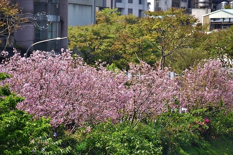 最後一波春日粉色浪漫：東湖‧內溝溪櫻花林