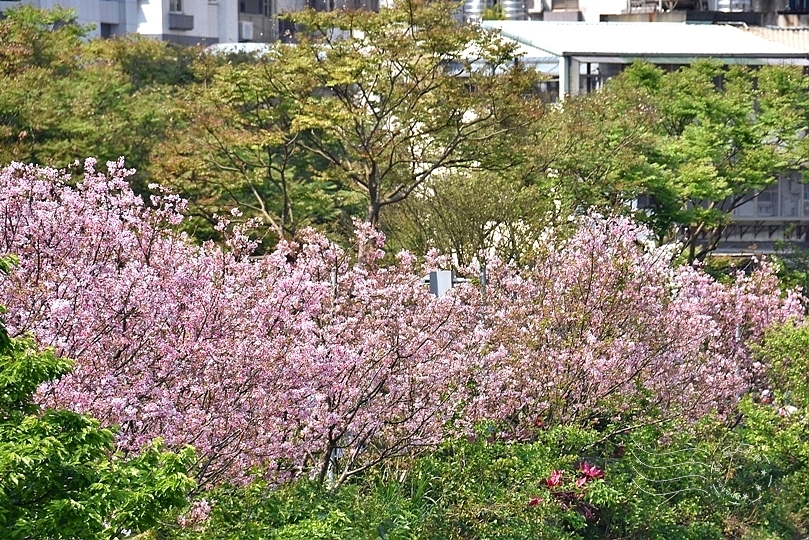 最後一波春日粉色浪漫：東湖‧內溝溪櫻花林