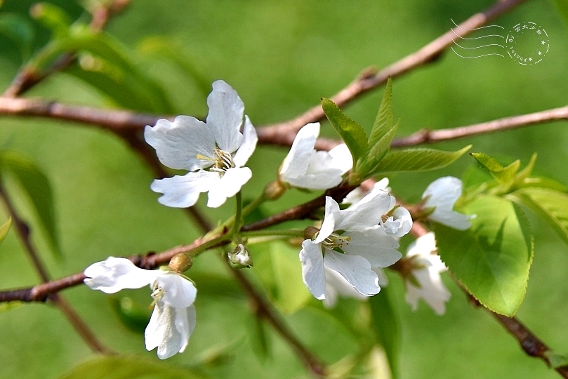 最後一波春日粉色浪漫：東湖‧內溝溪櫻花林