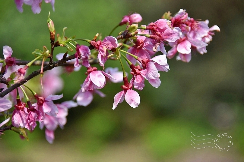 最後一波春日粉色浪漫：東湖‧內溝溪櫻花林