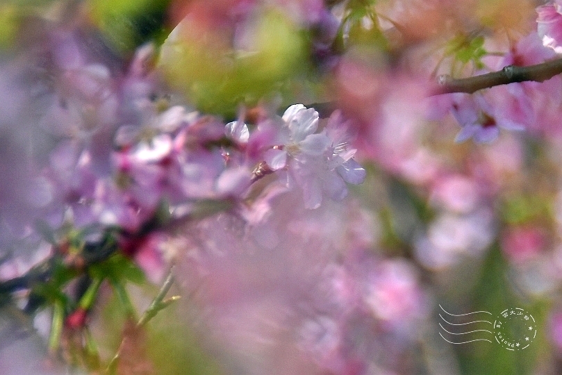 最後一波春日粉色浪漫：東湖‧內溝溪櫻花林