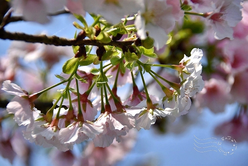 最後一波春日粉色浪漫：東湖‧內溝溪櫻花林
