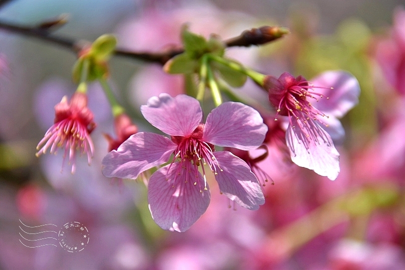 最後一波春日粉色浪漫：東湖‧內溝溪櫻花林