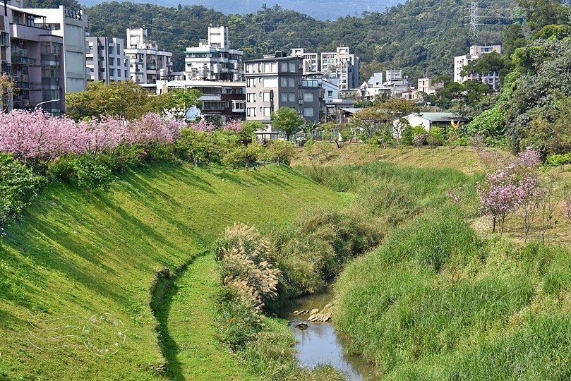 最後一波春日粉色浪漫：東湖‧內溝溪櫻花林