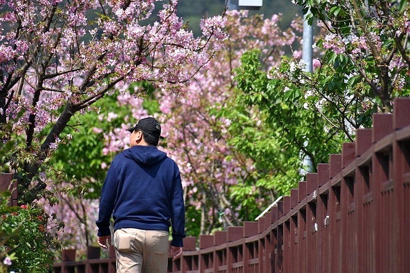 最後一波春日粉色浪漫：東湖‧內溝溪櫻花林