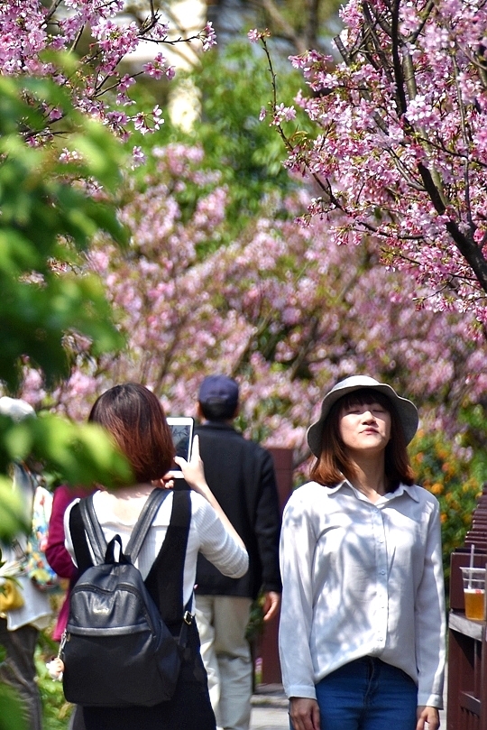 最後一波春日粉色浪漫：東湖‧內溝溪櫻花林
