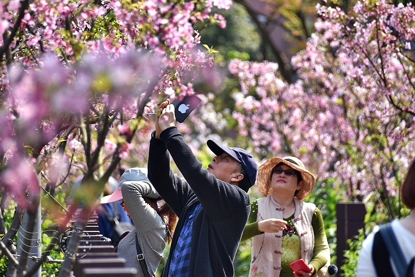 最後一波春日粉色浪漫：東湖‧內溝溪櫻花林