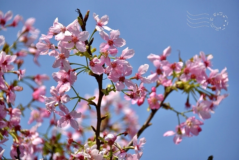 最後一波春日粉色浪漫：東湖‧內溝溪櫻花林