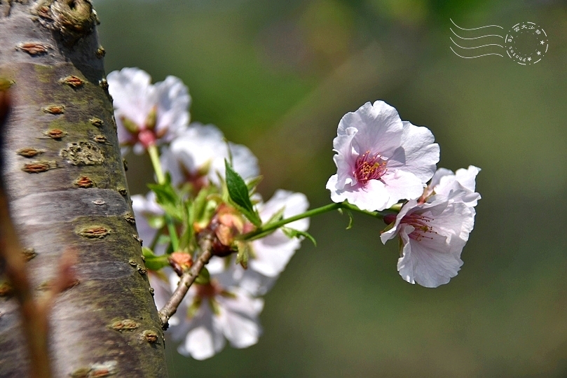 最後一波春日粉色浪漫：東湖‧內溝溪櫻花林