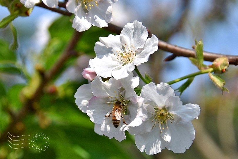 最後一波春日粉色浪漫：東湖‧內溝溪櫻花林