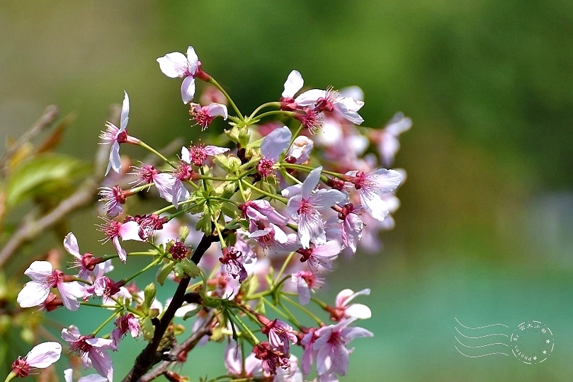 最後一波春日粉色浪漫：東湖‧內溝溪櫻花林