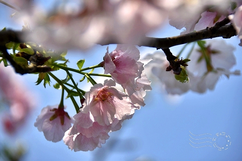最後一波春日粉色浪漫：東湖‧內溝溪櫻花林