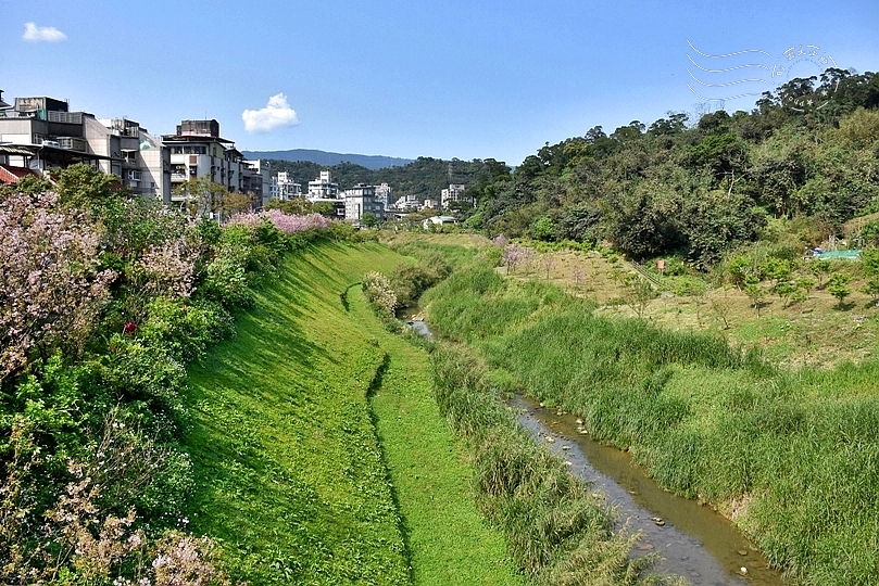 最後一波春日粉色浪漫：東湖‧內溝溪櫻花林