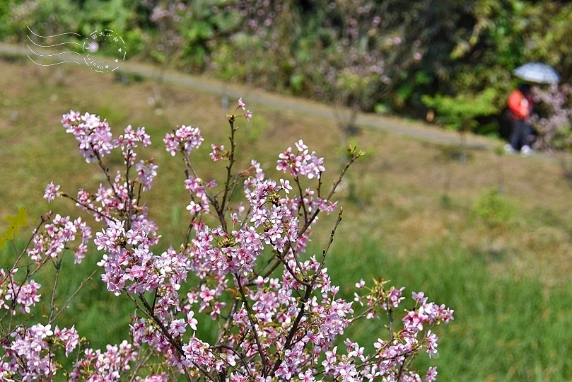 最後一波春日粉色浪漫：東湖‧內溝溪櫻花林