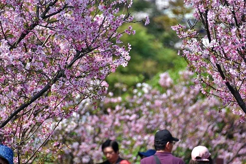 最後一波春日粉色浪漫：東湖‧內溝溪櫻花林