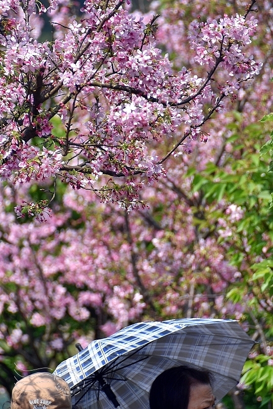 最後一波春日粉色浪漫：東湖‧內溝溪櫻花林