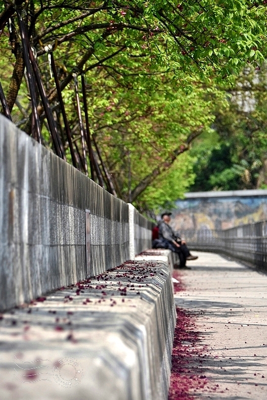 最後一波春日粉色浪漫：東湖‧內溝溪櫻花林