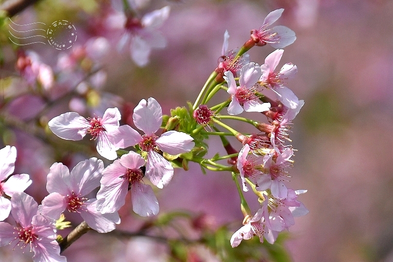 最後一波春日粉色浪漫：東湖‧內溝溪櫻花林