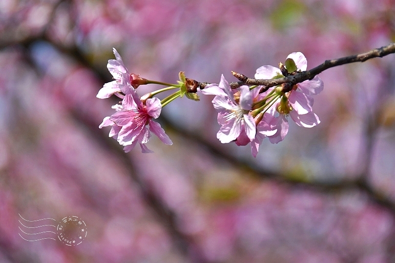 最後一波春日粉色浪漫：東湖‧內溝溪櫻花林