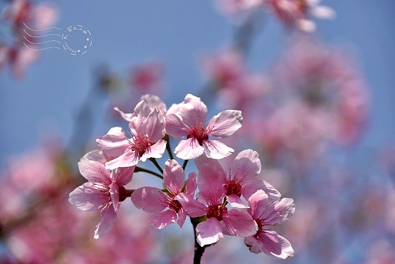 最後一波春日粉色浪漫：東湖‧內溝溪櫻花林