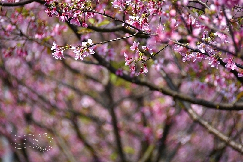 最後一波春日粉色浪漫：東湖‧內溝溪櫻花林