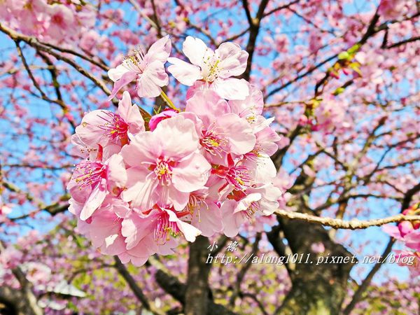 河津櫻祭 (69).JPG