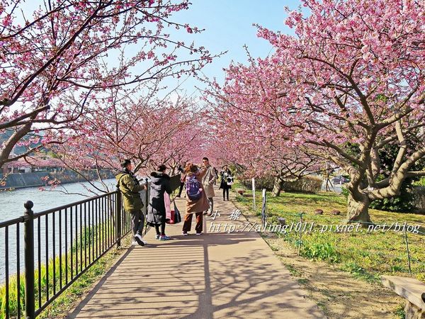 河津櫻祭 (51).JPG