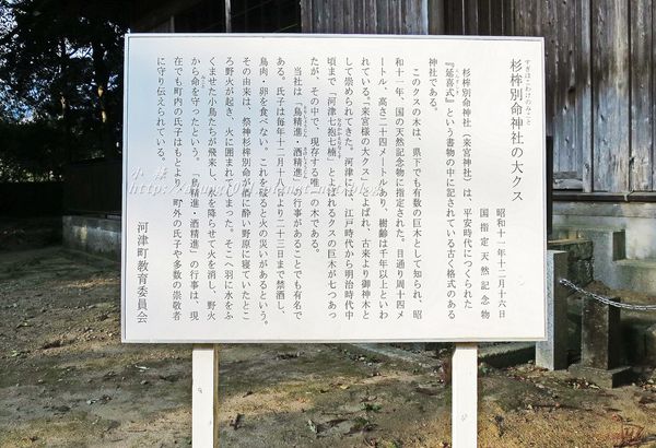河津櫻祭 (77).JPG