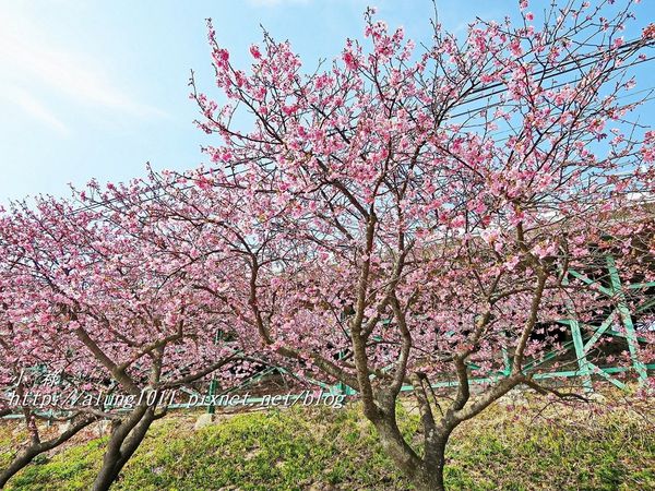 河津櫻祭 (15).JPG