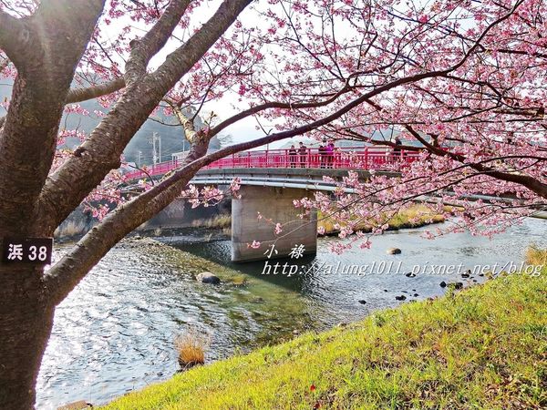 河津櫻祭 (57).JPG