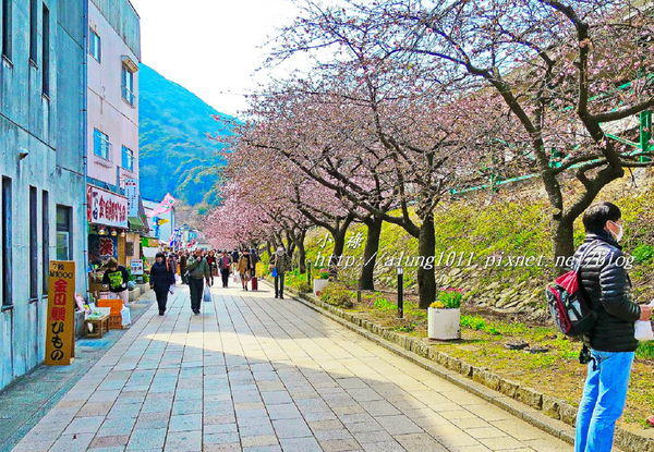 河津櫻祭 (13).JPG