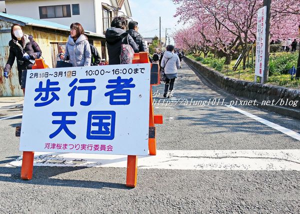 河津櫻祭 (42).JPG