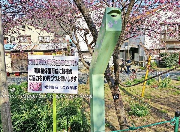 河津櫻祭 (54).JPG