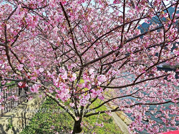 河津櫻祭 (59).JPG