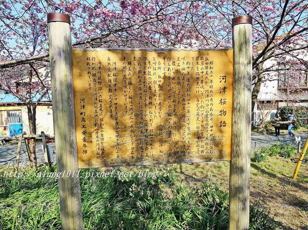 河津櫻祭 (56).JPG