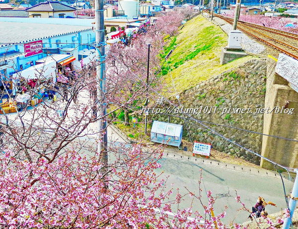 河津櫻祭 (12).JPG