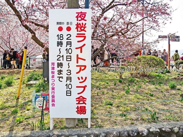 河津櫻祭 (43).JPG