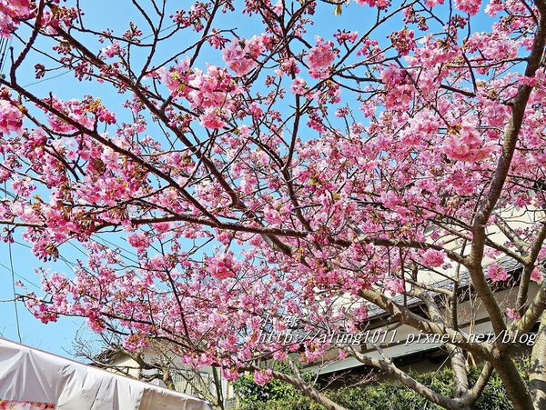 河津櫻祭 (39).JPG