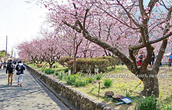 河津櫻祭 (45).JPG