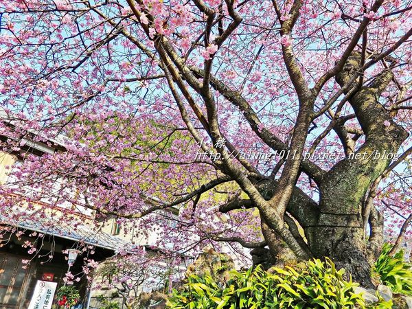 河津櫻祭 (70).JPG