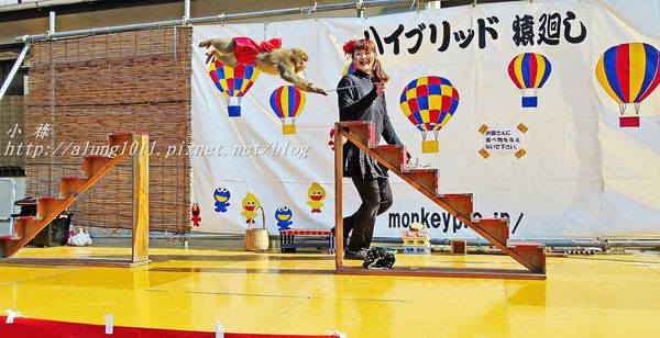 河津櫻祭 (41).JPG