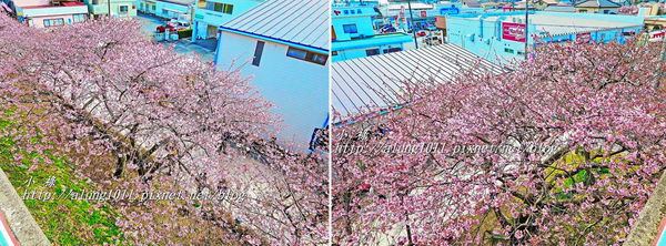 河津櫻祭 (11).jpg