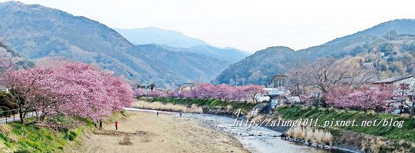 河津櫻祭 (86).jpg