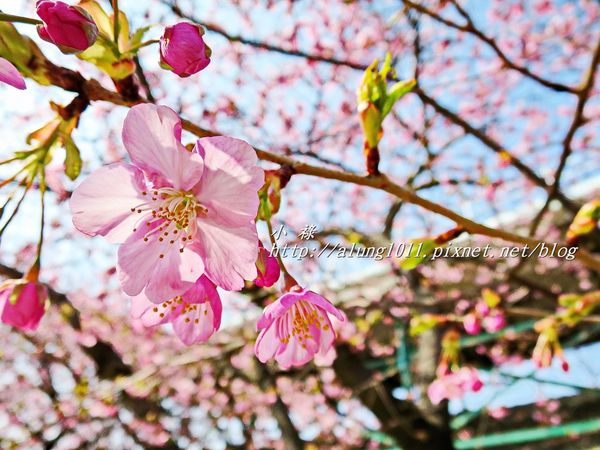 河津櫻祭 (16).JPG