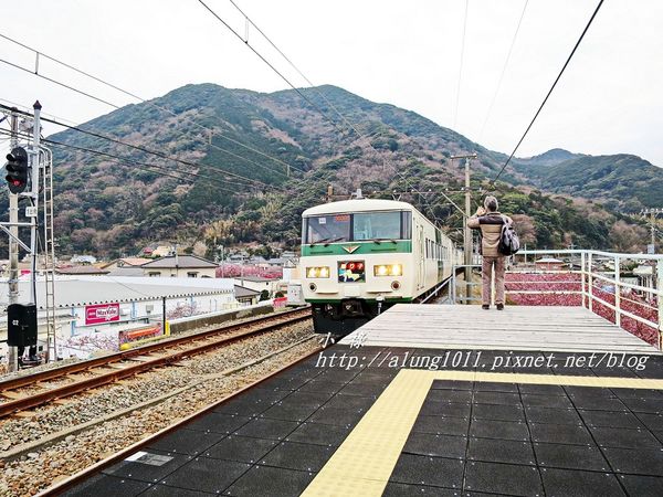 河津櫻祭 (94).JPG