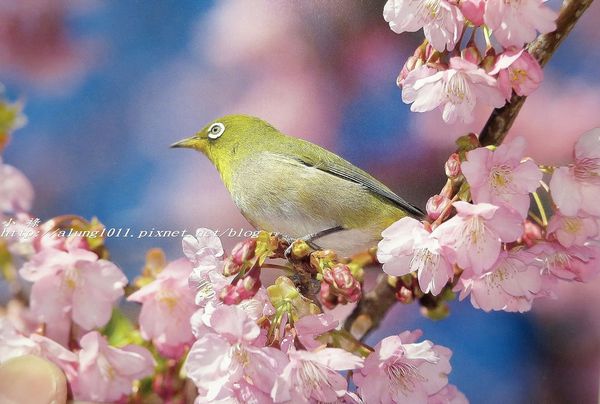 河津櫻祭 (101).jpg