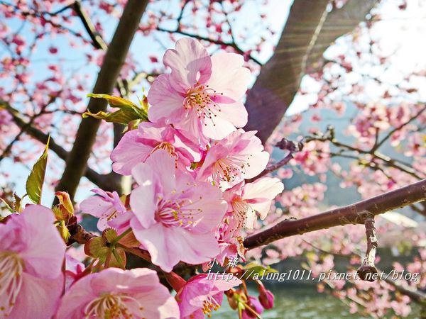 河津櫻祭 (52).JPG